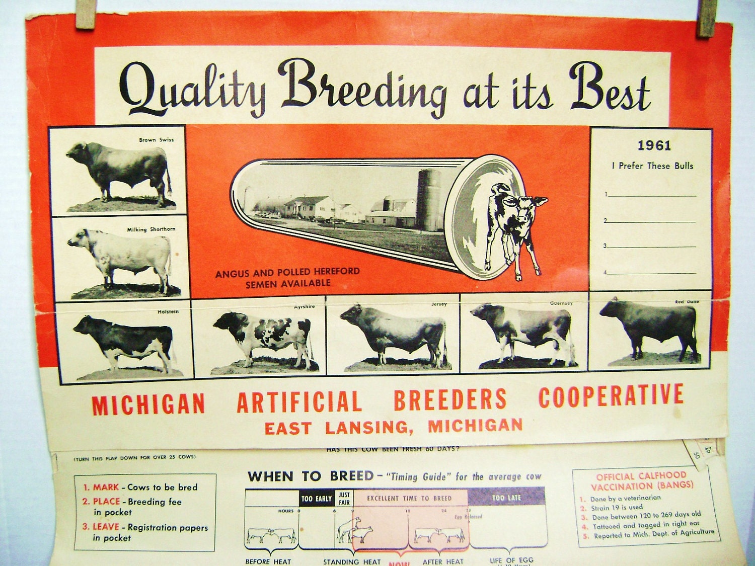 Vintage Cattle Breeding Chart, Calendar, 1961, MSU, Original, Ephemera, Agriculture, Cow, Angus, Hereford, Semen supply