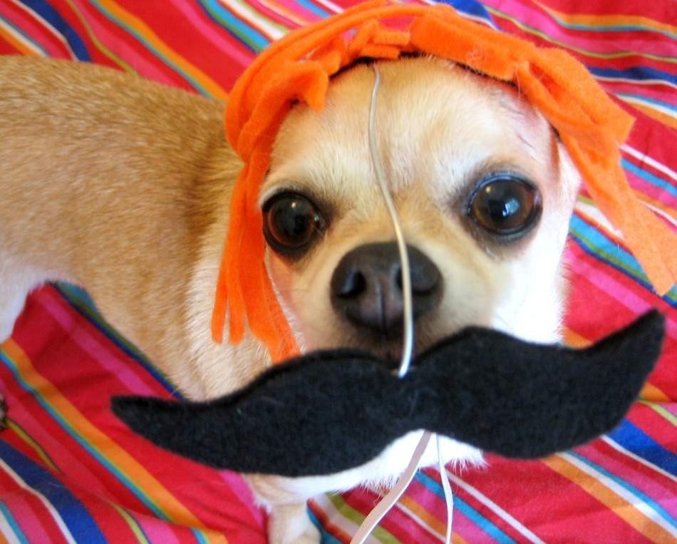 Detective - Mustache pet disguise