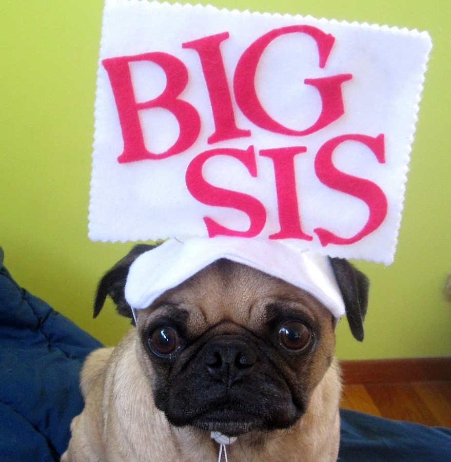 BIG SISTER pet hat annoucement for new baby