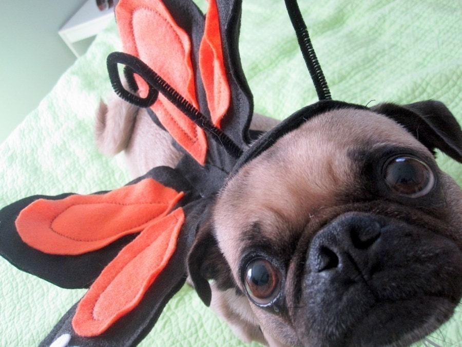 Halloween Butterfly Pet Costume for ANY size pet - custom for YOUR pet