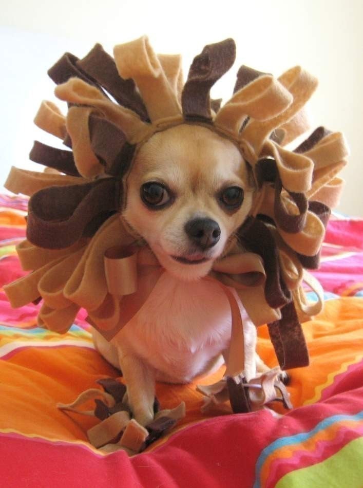 ROAR cat or dog Lion costume - custom made for your pet