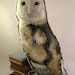 What a Hoot: Hand Painted Barn Owl Pillow