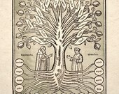 Tree Of Knowledge Design By Ramon Llull Art Print