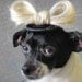 Lady Gaga hat for dogs or cats