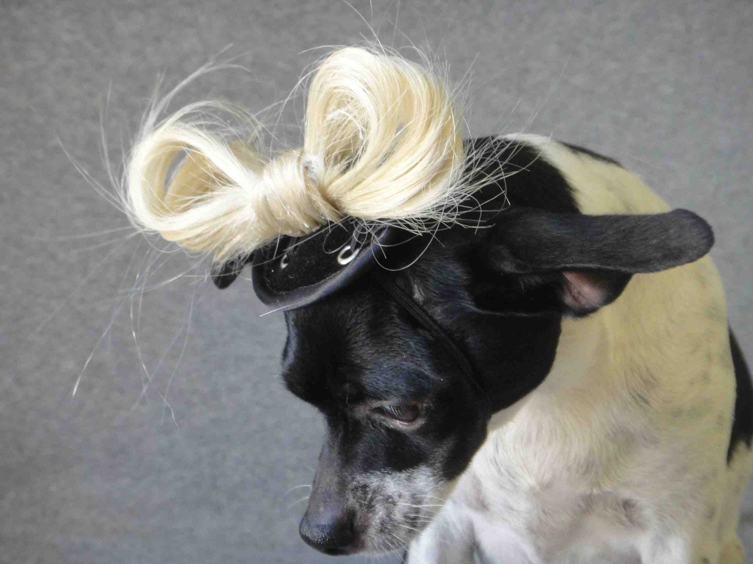 Lady Gaga hat for dogs or cats