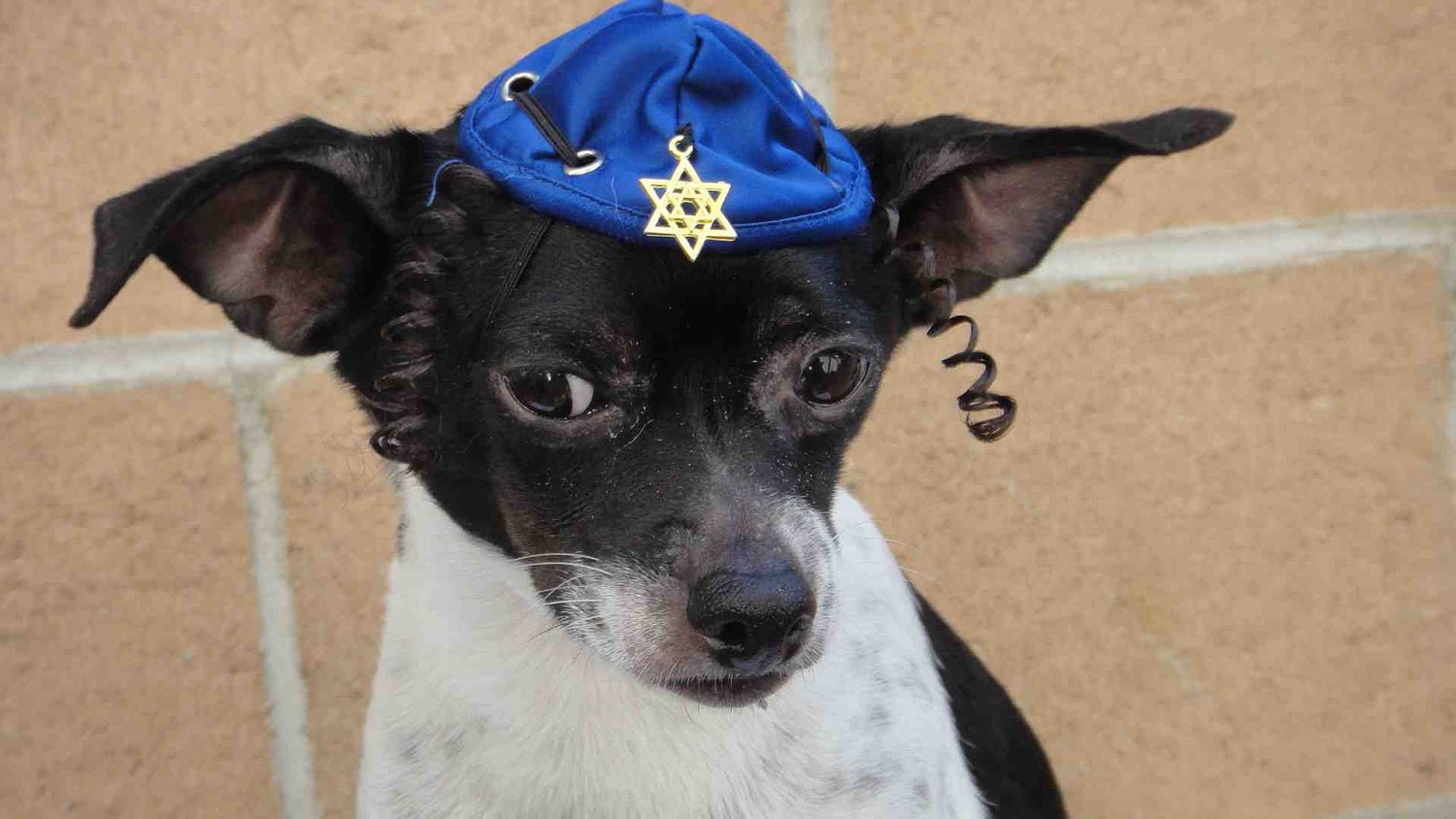 Hanukkah hat for dog or cat