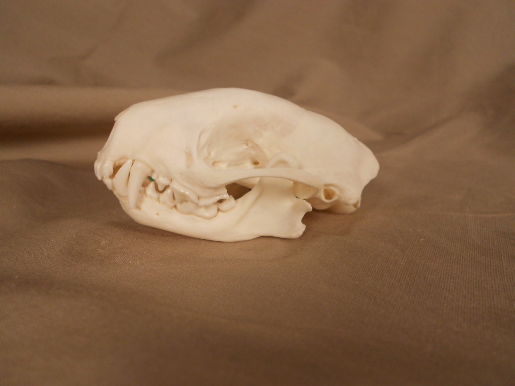 Striped Skunk Skull- Mephitis mephitis- Collector Quality Lot No. M174