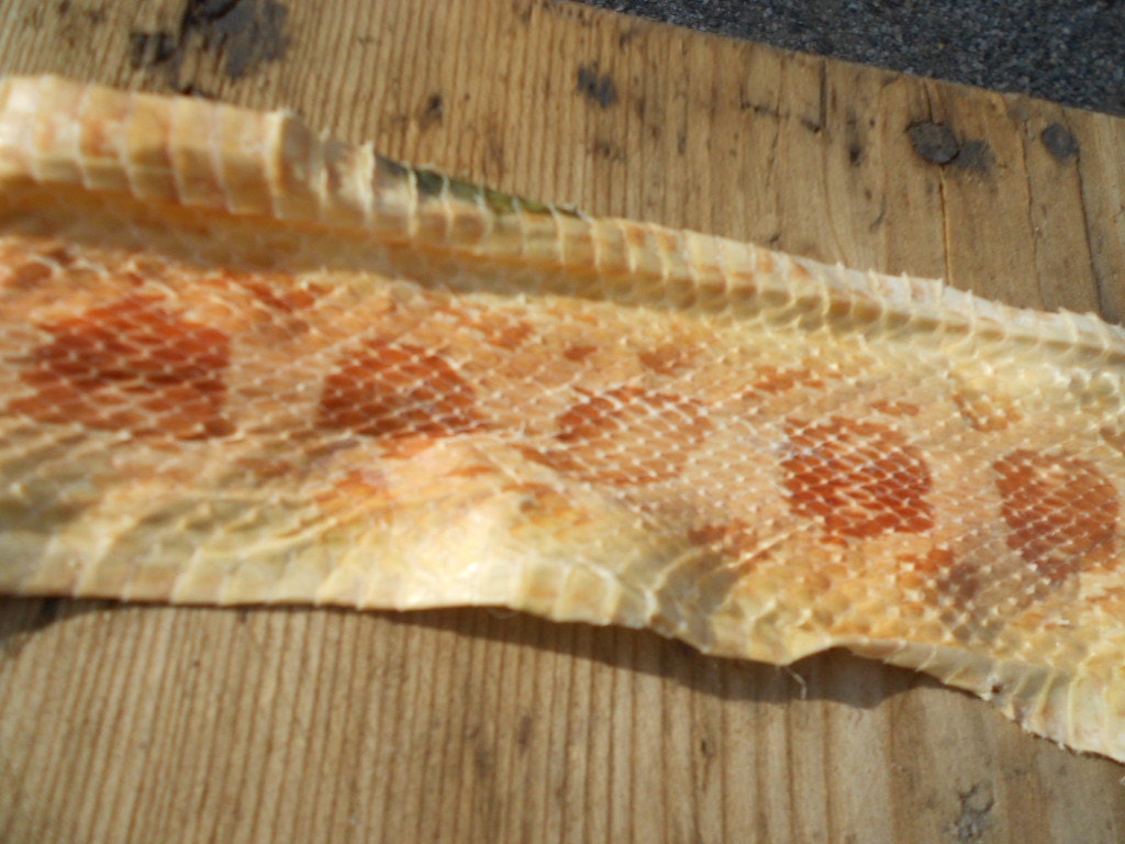 Corn Snake Skin
