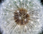 Dandelion Wishes, 8x12" Fine Art Print