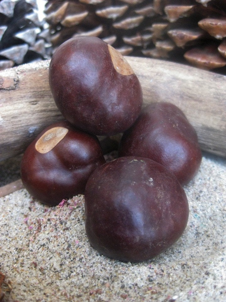 Buckeyes Whole - Money, Luck, Wealth, Divination, Prosperity - Hoodoo, Pagan, Witchcraft