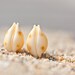 Sea Shell Stud Earrings Sterling Silver Yellow Orange white beach fashion aqua marine nautical vacation