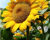 Sunflower seeds   Texas size flowers