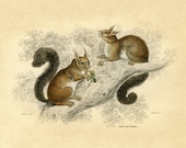 Antique Wildlife Print "The Squirrel" Natural History Vintage Illustration Print Reproduction - Woodland Forest Animal Print