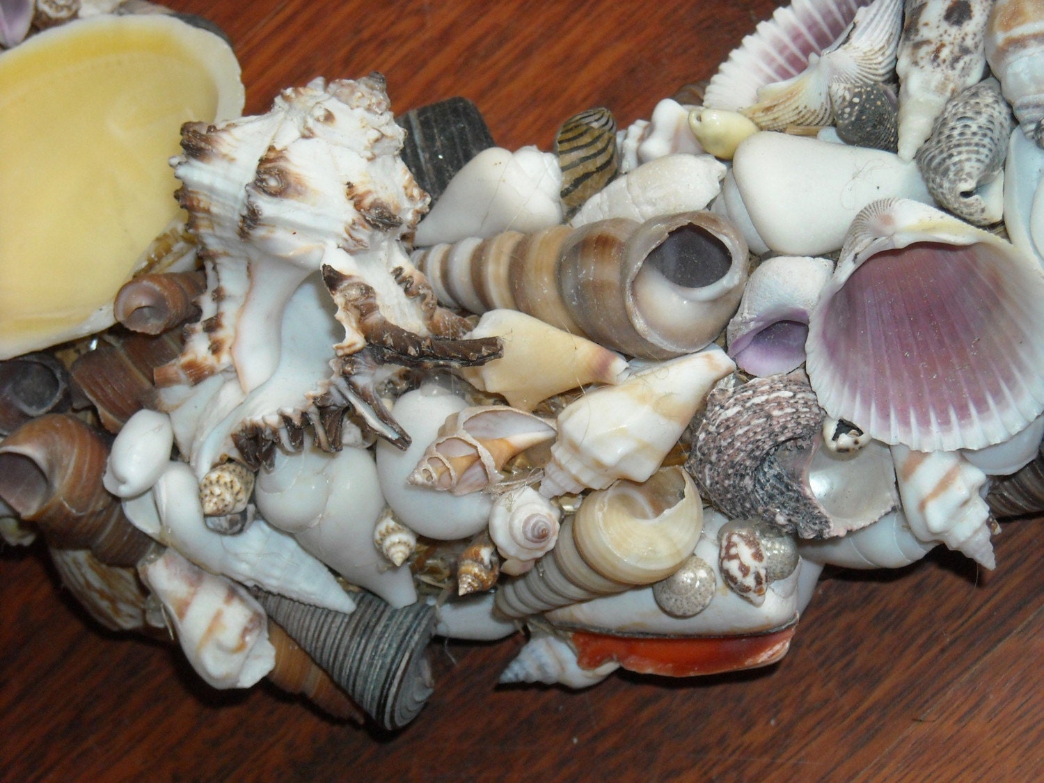 Pacific/Indian Ocean Shell Wreath 12 inches