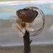 Natural Vintage Inspired Pine Cone Rose Wedding Pin Boutonniere Groom Groomsmen Natural Wood Twists Rustic CHIC weddings by Morgann Hill