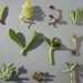 Collection of 3 Succulent Assorted CUTTINGS - Wedding, Guest Favors, Terrarium, Centerpieces, Gardens