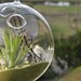 Deep Green Sea Airplant Orb