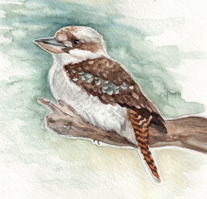 Kookaburra - Fine Art Print