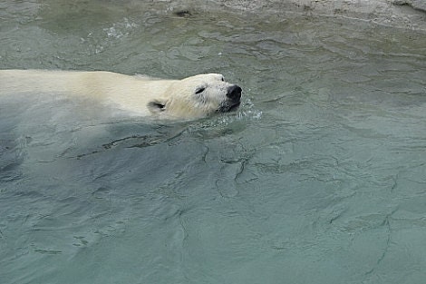 Polar Bear 2-Animal Photography ACEO Series-Number V. a.