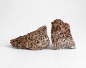 Coral Fossils