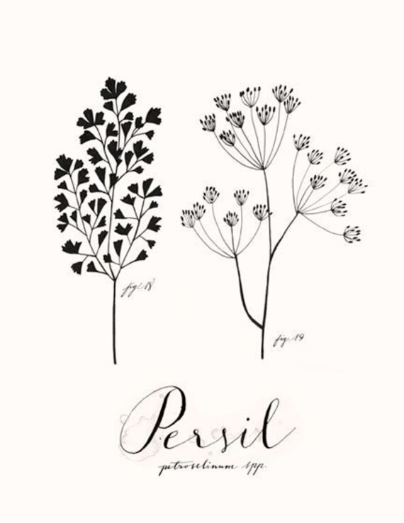 Persil 8.5x11 Collection -Art culinaire-