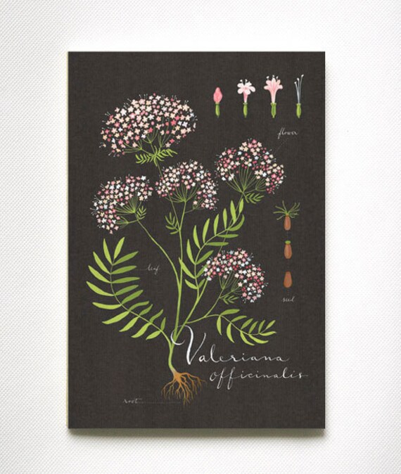 Valerian print 13x19 - Botanical collection - flower plant herbs