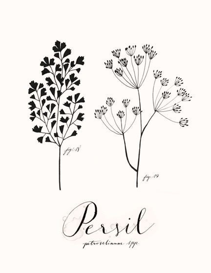 Persil 8.5x11 Collection -Art culinaire-