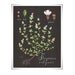 Thyme print 8.5x11 - Botanical collection - flower plant herbs -