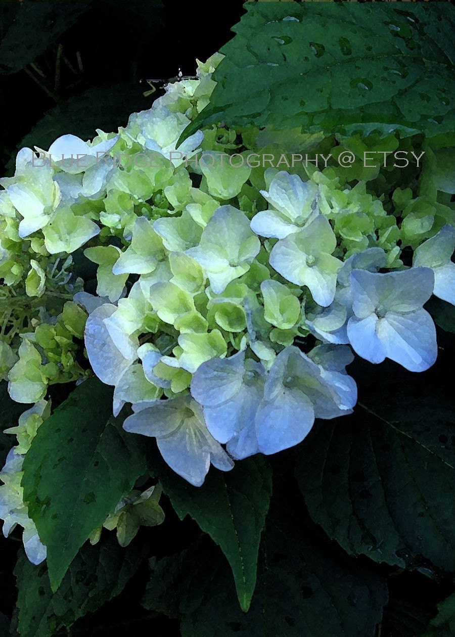 Blue Hydrangea  - 5 x 7 or 5 x 5 Fine Art Photography in a Watercolor Print