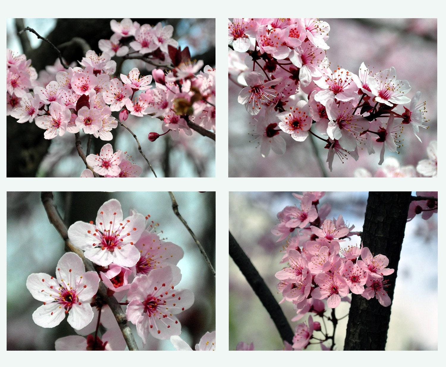 Cherry Blossom Sampler - Set of 4 Blank Photo Note Cards