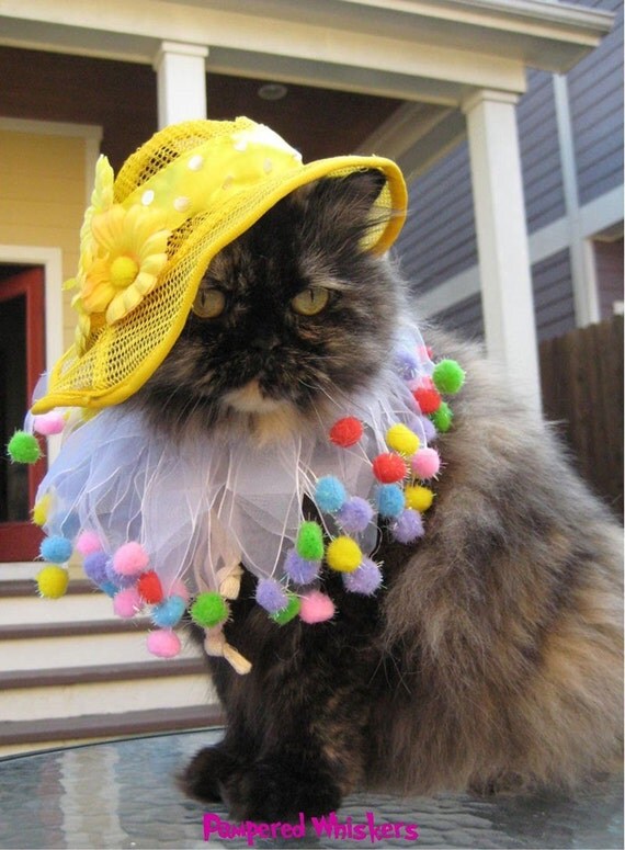Little Miss Sunshine sun bonnet and party collar for dogs and cats