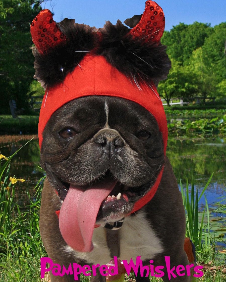 Little Devil costume for dog or cat