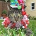 Jolly Jester cat hat and party collar for dogs and cats