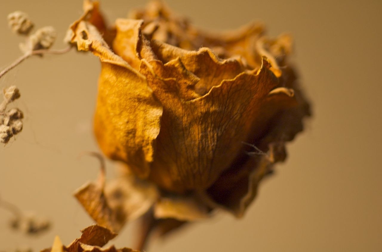 Fine Art Print, Still Life Photo, Golden Dried Rose,  8x12 Macro