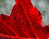 Crimson red autumn leaf, macro photograph, rich red color, 8x12 photo print - TheShutterbugEye