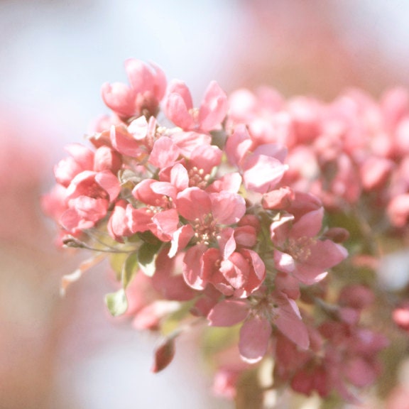 Nursery Decor, Nature Photo, Honeysuckle Pink Spring Flower Blossoms, 8x8 Spring Decor, Wall Art, Pastel