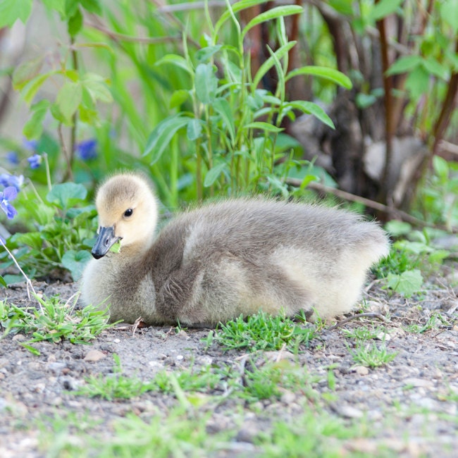 Nature Photo, Fine Art Print, Baby Goose Portrait, 8x8, Yellow, Green, Nursery Decor
