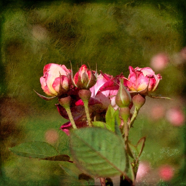 Fine Art Print, Large Macro Photo, Romantic Pink Roses, Green Foliage, 20x20 Garden Photography, Nature, honeysuckle pinkh