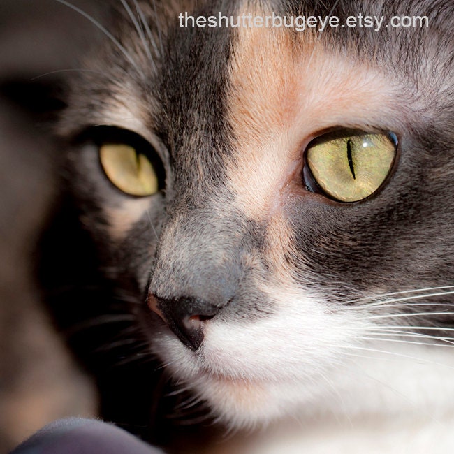 Photograph, Calico Cat, Pet Portrait Photo 8x8 Fine Art Print, Gray, Cream, White, Cute Feline