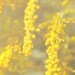 Yellow Goldenrod Flowers,, Nature,  Fine Art Macro Photography Print, 8x8, Vibrant Color