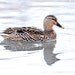 Mallard Duck Bird Photography, Wildlife Nature Photograph, Fine Art Photo, 11x14 Home Decor, Brown, Water, Animal,