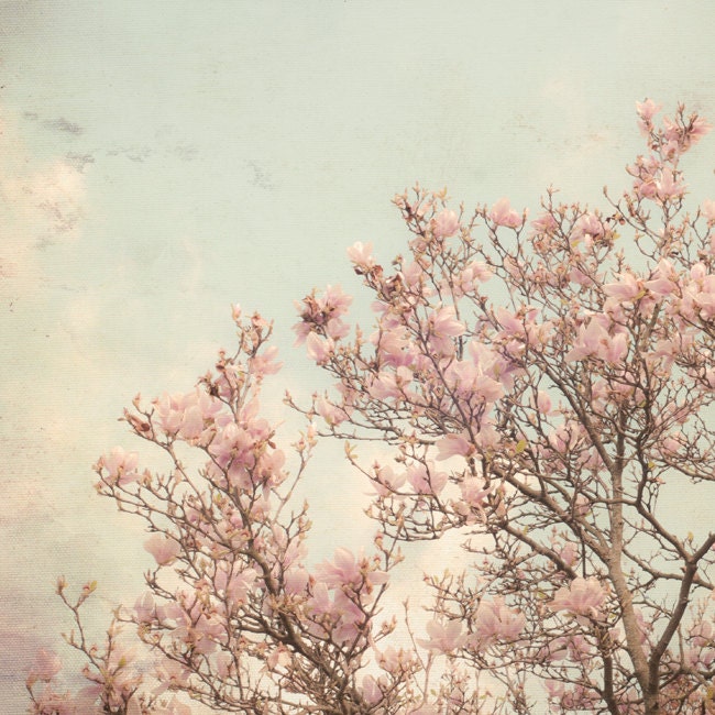 Dreamy Nature Photography, Spring Magnolia Blossoms, Soft Pink, Blue Sky 8x8 Nature Photograph