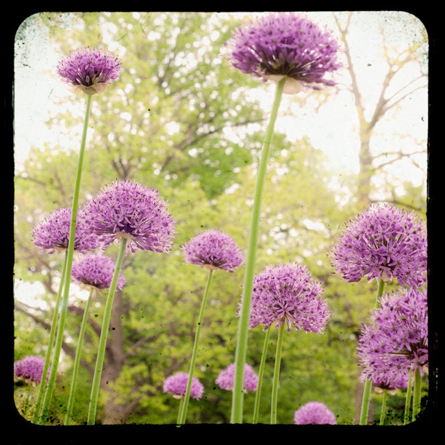 Spring Home Decor, FIne Art Photography, Nature Photo, TTV Photograph, 8x8 print, Globe Thistle, Purple, Green