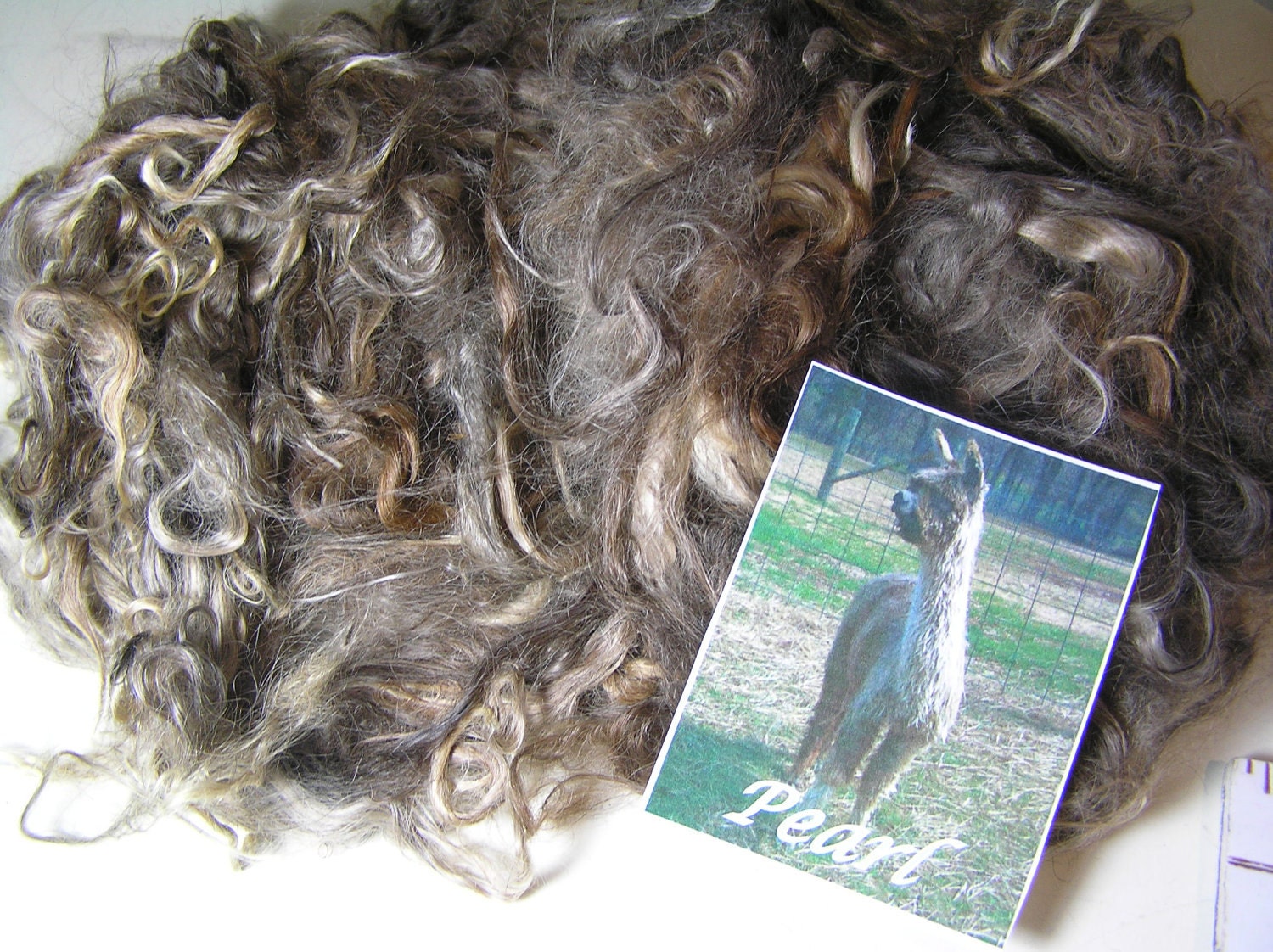 Suri Alpaca Washed, Natural Colors, 6" Average Locks, Handspinning or Doll Hair, Pearl