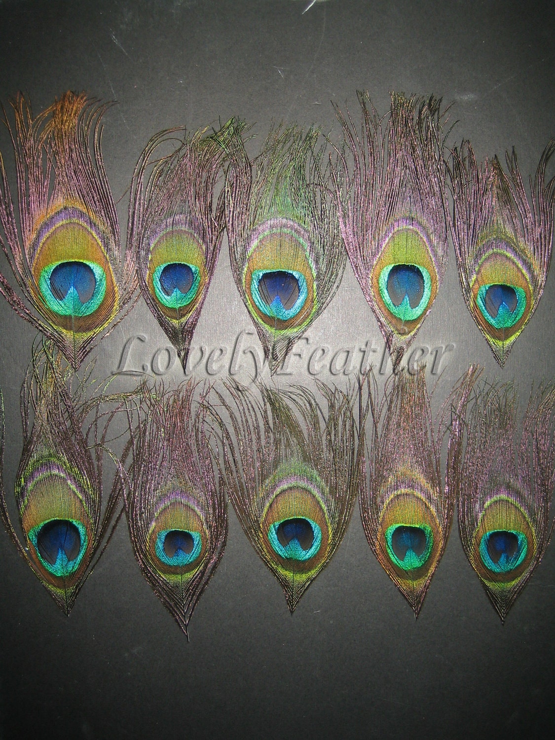 100 Pieces beautiful Peacock eye feather of natural color