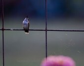 Hummingbird Fine Art Photograph titled Morning -- by Hazel Berger