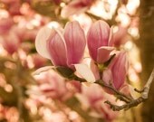 Magnolia Photograph titled Little Moments 8x10  -- on Fine Art Paper matted
