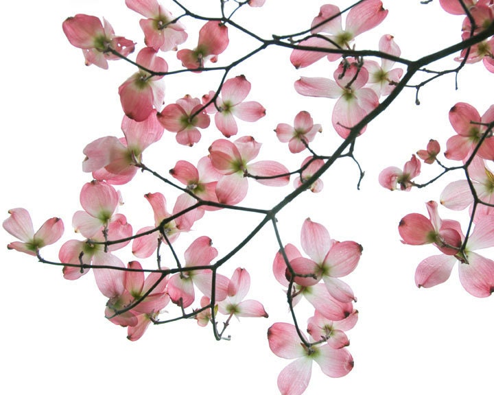 Flowering Dogwood Floral Photograph titled Fragile -- 16 x 20 on Fine Art Paper