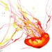 Print from original watercolor jellyfish study no. 1 by Jessica Durrant