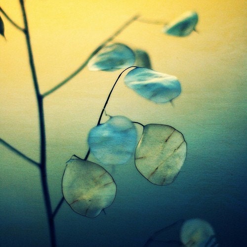 Little Light - 5x5  Original  Fine Art Photography Free Shipping
